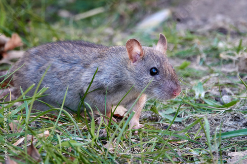 Brown rat (Rattus norvegicus)