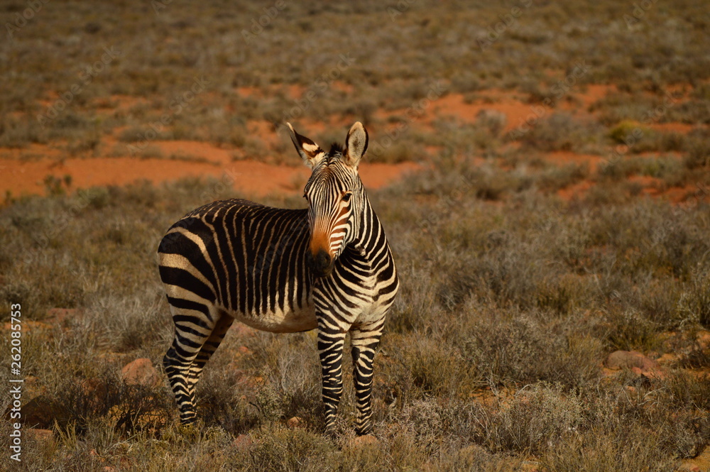 Fototapeta premium zebra in africa