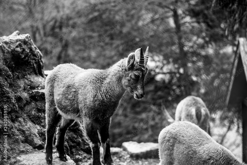 Fototapeta premium Alpensteinbock auf Felsen