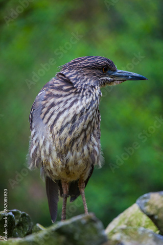 Vogel auf Fels