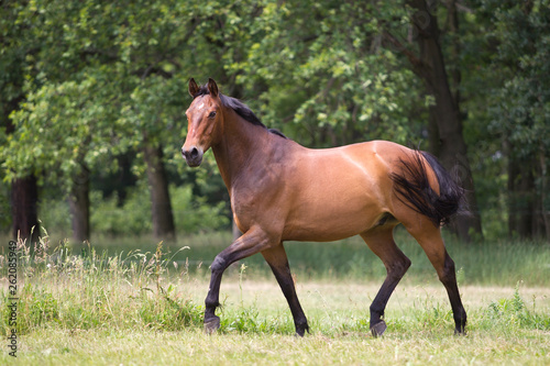 Warmblut auf der Weide