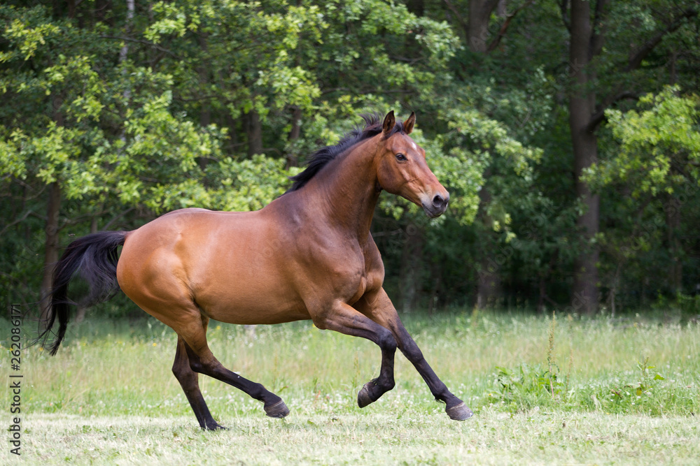 Warmblut auf der Weide