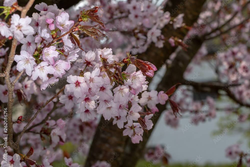 Blüten der japanischen Zierkirsche im Detail Blüten der japanischen Zierkirsche im Detail