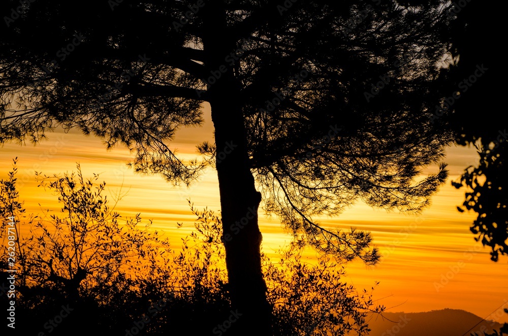 Silhouette di un grande albero al tramonto
