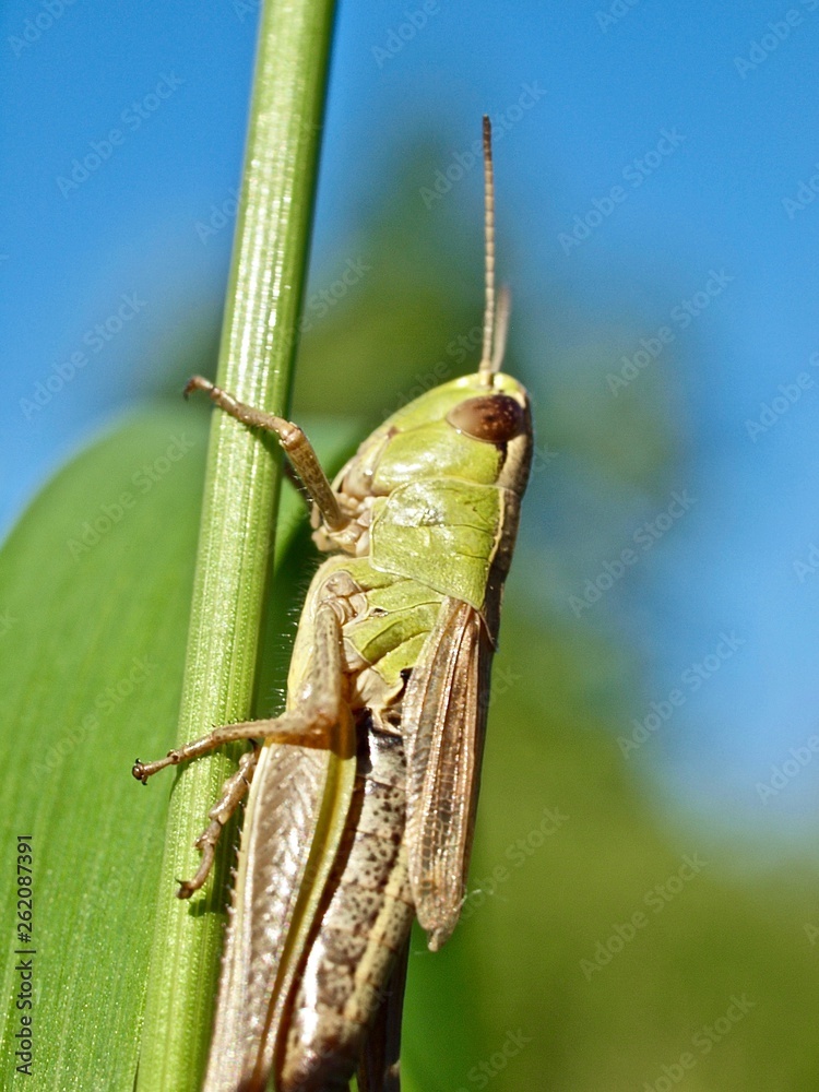 Macro of a green grasshopper balancing on a blade of grass Macro of a green grasshopper balancing on a blade of grass