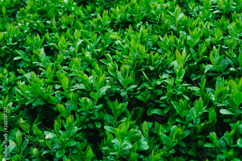 Fresh young green leaves of a shrub covered with water drops.
