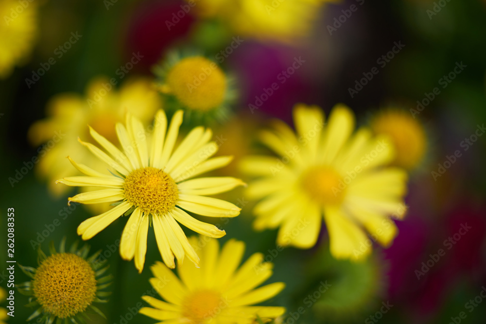 Fototapeta premium Close up of yellow flowers on blurred background