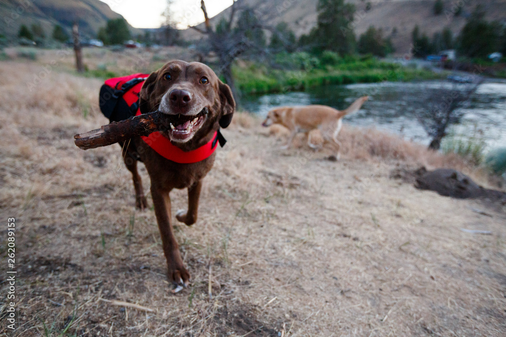 A happy chocolate lab Bailey carries a stick while wearing a dog