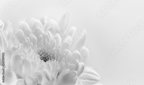 Foto Fleur blanche