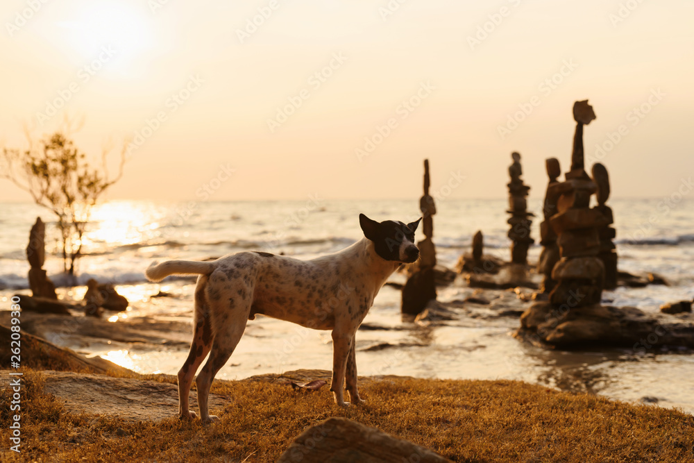 Naklejka premium Dog on the beach