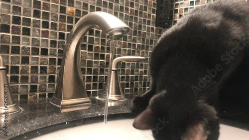 cat drinking tap water faucet