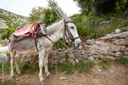 A gray donkey awaits a rider on a mountain road. Lifting cargo uphill. Journey through the countryside. 