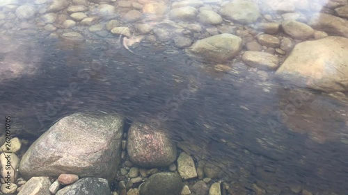 Huge amount of little fish Underwater Lake Simcoe Toronto Ontario