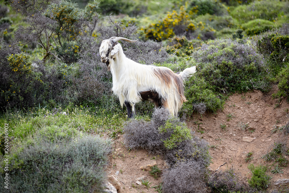 Obraz premium White-brown fluffy mountain goat grazing in the summer among the thorny shrubs on the mountainside in Greece on the island of Crete