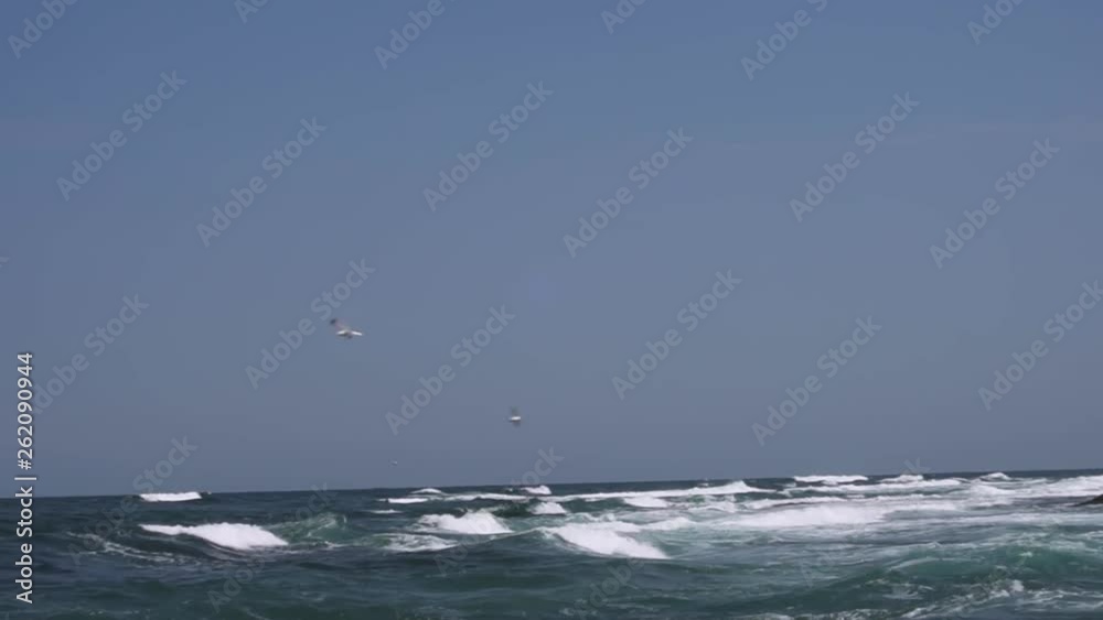 Tracking Shot of Seagull flying over Black Sea, Lozenets, Bulgaria Tracking Shot of Seagull flying over Black Sea, Lozenets, Bulgaria