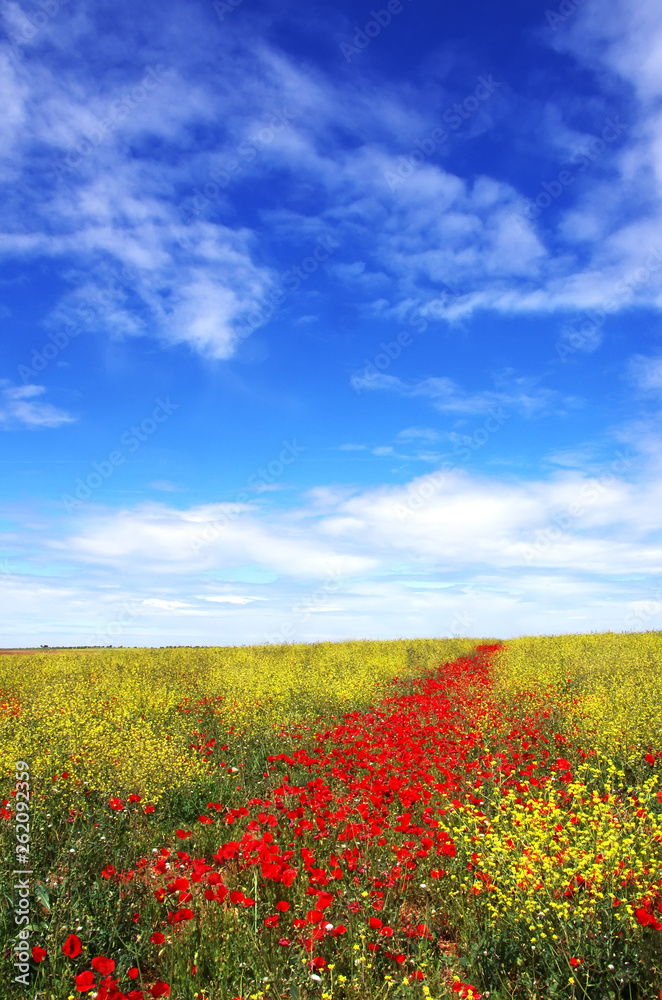 Meadow with poppy flowers, portuguese landscape