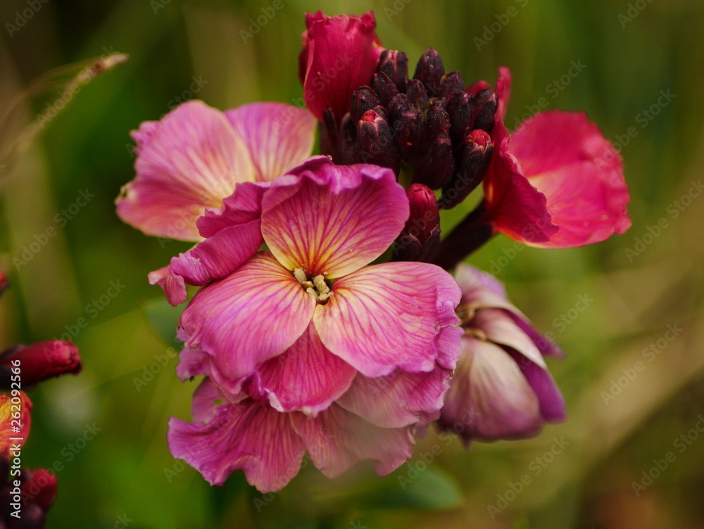 Closeup of a pink wallflower (erysimum) in spring Closeup of a pink wallflower (erysimum) in spring