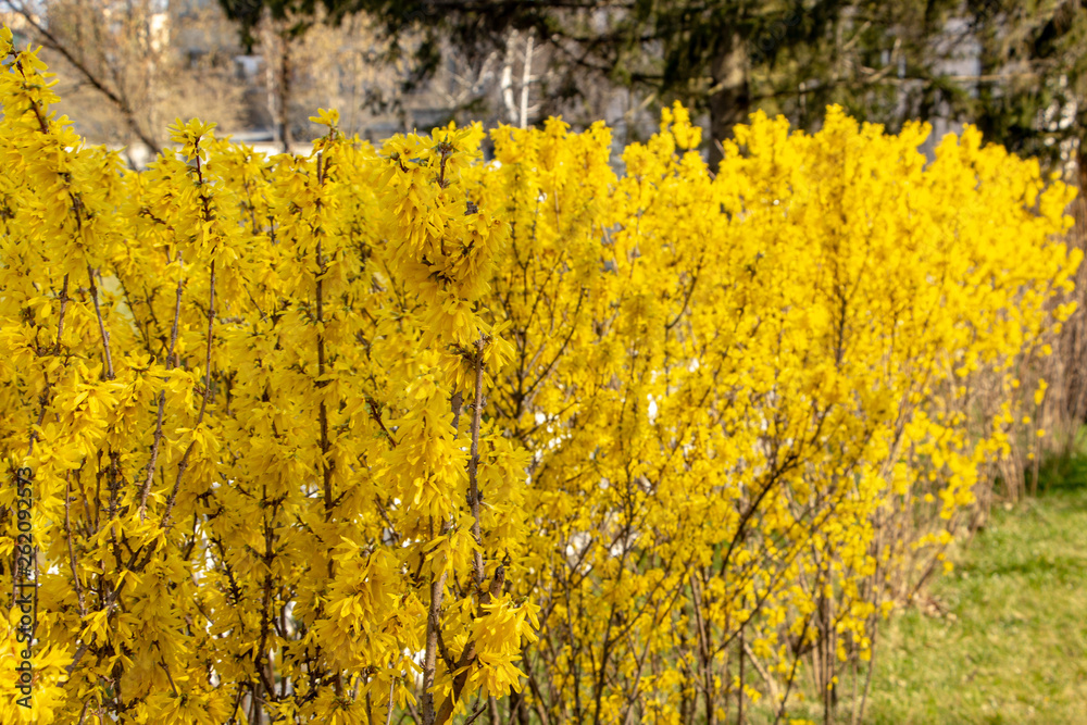 Large blooming forsythia bush blooming in the spring garden Large blooming forsythia bush blooming in the spring garden