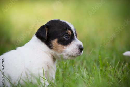 Jack Russel Terrier Welpen