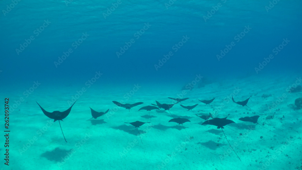 Fototapeta premium UNDERWATER: Group of beautiful black stingrays swim along the sandy ocean floor.