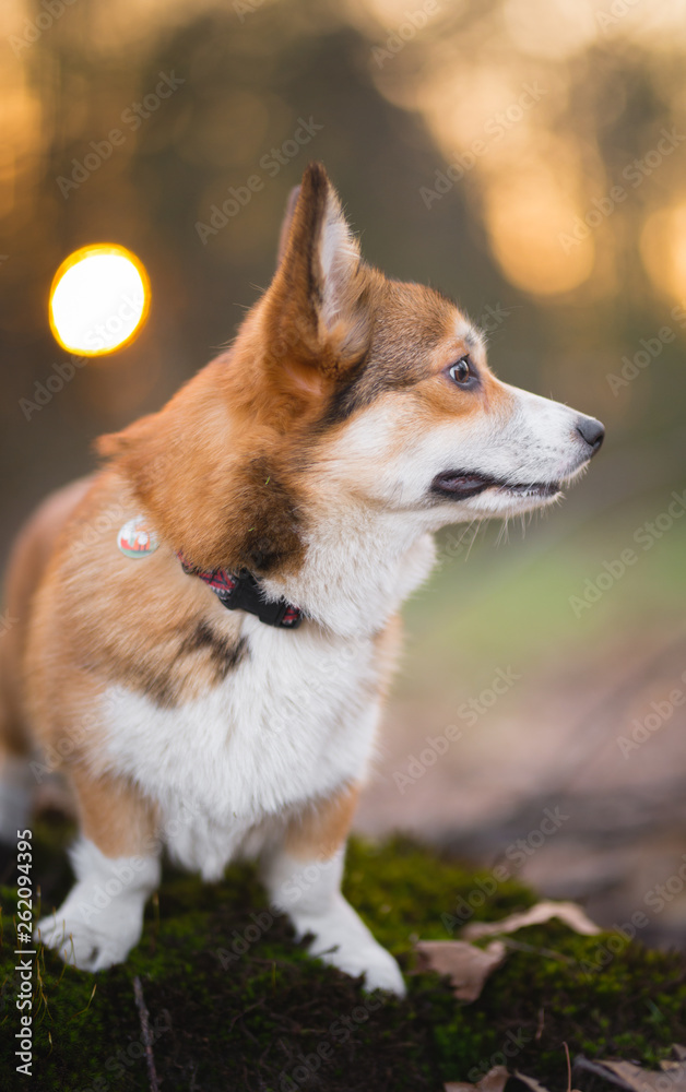 Welsh corgi pembroke dog portrait in the sunset colors in the forest Welsh corgi pembroke dog portrait in the sunset colors in the forest