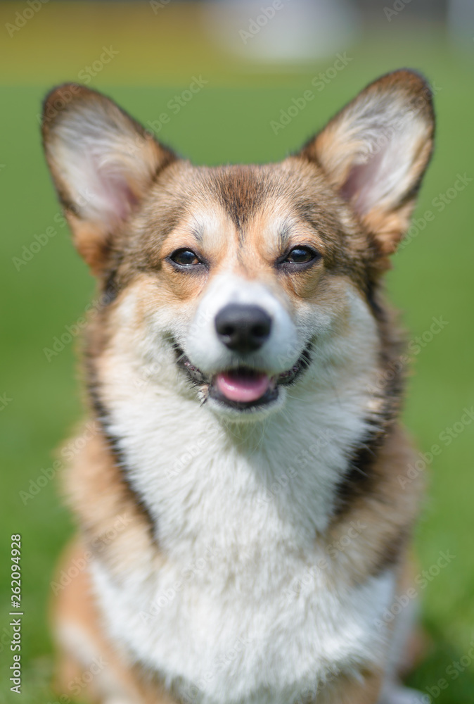 Welsh corgi pembroke dog portrait smiling to the camera , sable color