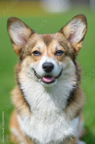 Welsh corgi pembroke dog portrait smiling to the camera , sable color