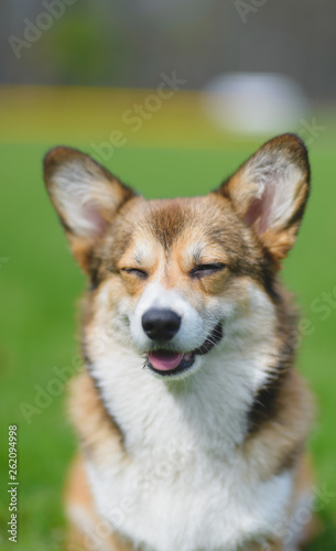 Welsh corgi pembroke dog blinking on a summer sunny day