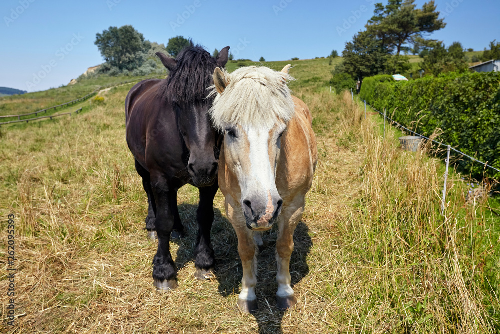 Fototapeta premium two horses, red and black on the island of Rügen in Germany, stand side-to-side with each other and look ahead expectantly