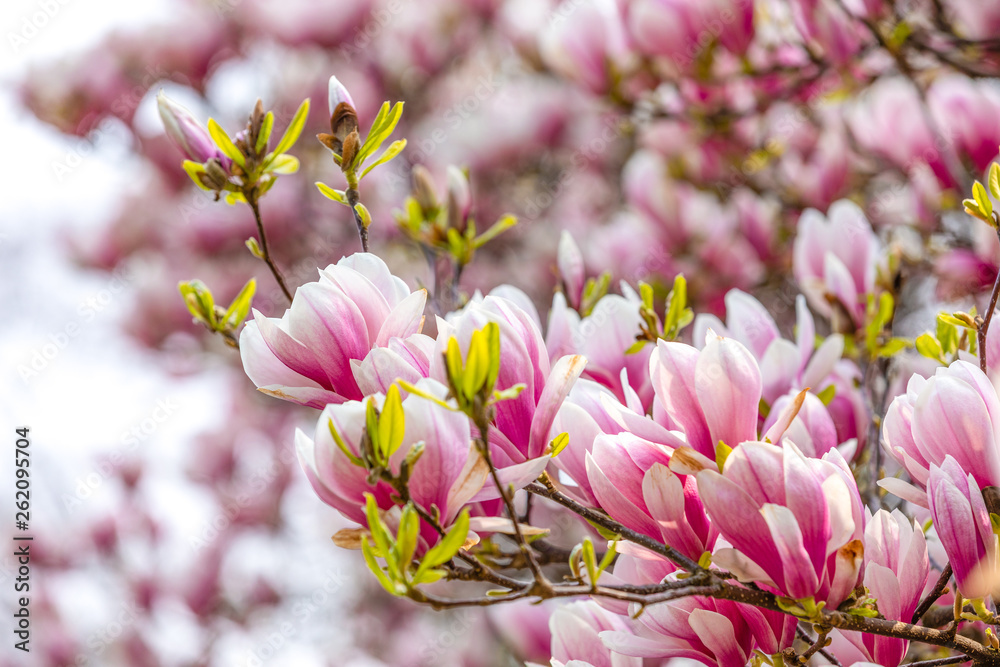 Beautiful Blossom Tree of Magnolia With Pink Flowers in the Park in Spring Prague