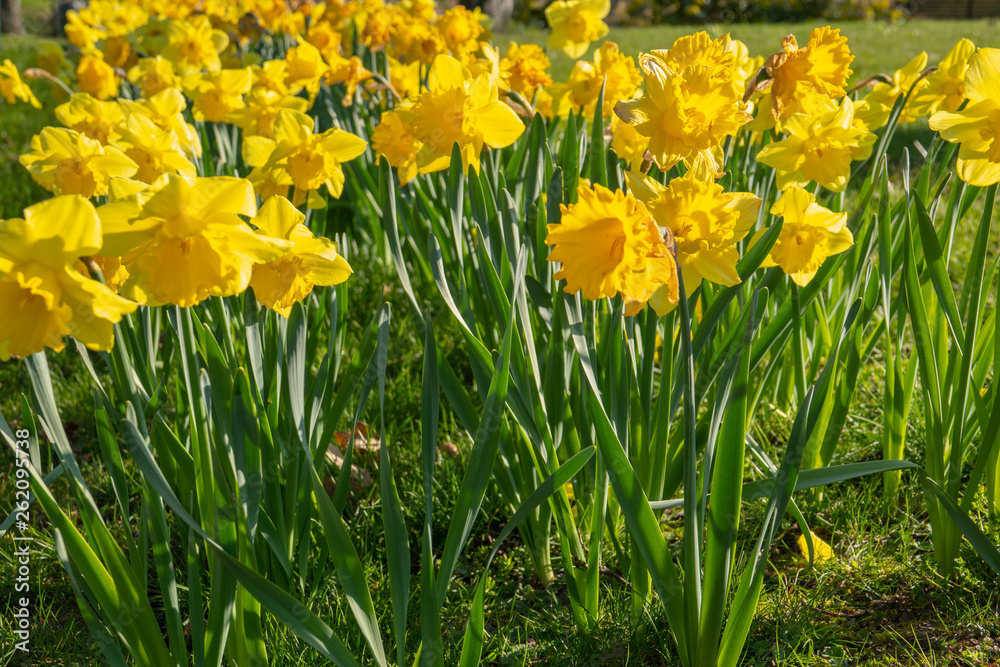 a flower bed full of daffodils in spring