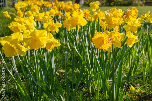 a flower bed full of daffodils in spring
