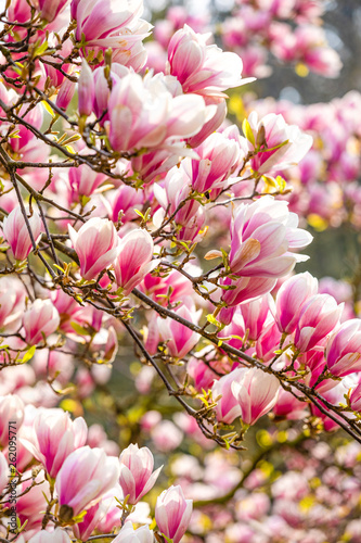Beautiful Blossom Tree of Magnolia With Pink Flowers in the Park in Spring Prague