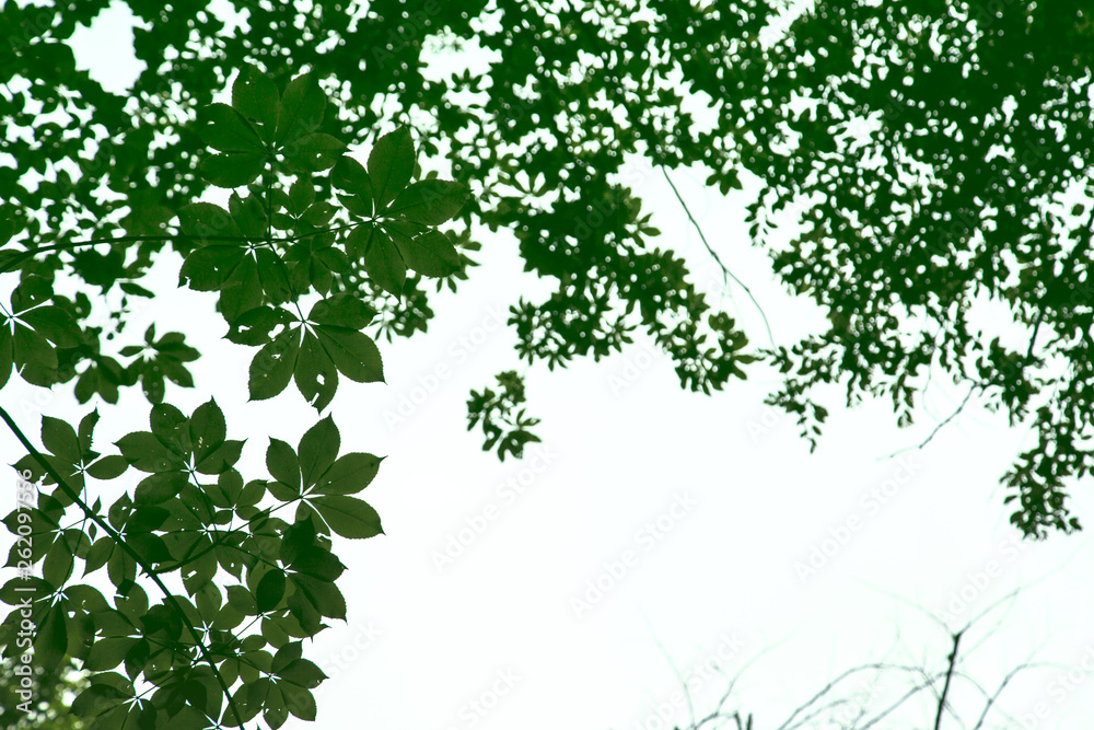 green leaves horizontal green leaves horizontal