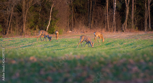 Obraz na płótnie Wild deer having a meal on a green crop field at spring time. Warm evening with golden sunset over the countryside. Peaceful nature landscape. w salonie