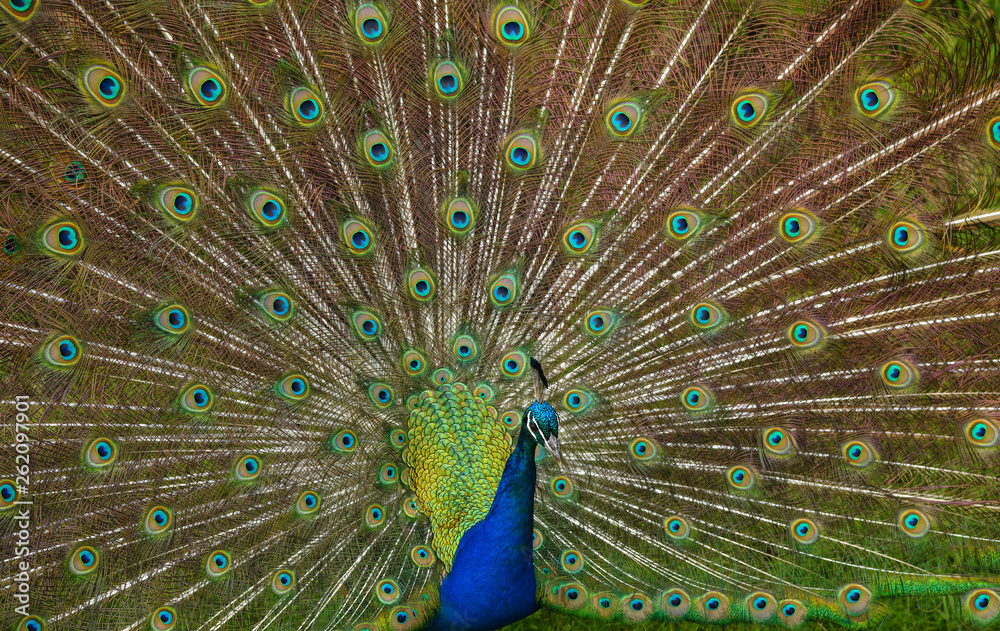 Obraz premium Blauer Pfau