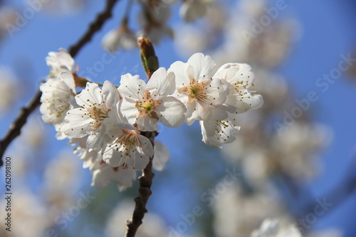 春の風景/ソメイヨシノの花部分(宮城県)