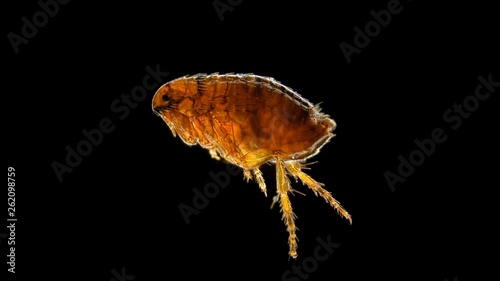 a flea under a microscope, the genus Ctenocephalides felis, a dangerous parasite of cats, dogs and humans, causes itching in the area of the bite 4K photo