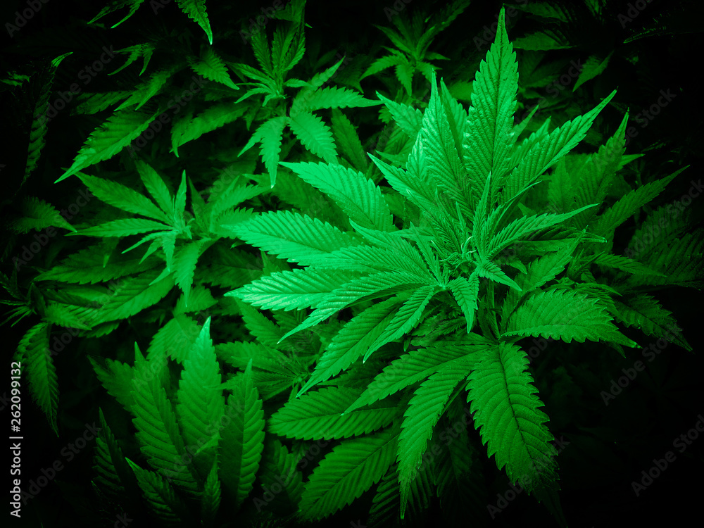 Controlled Cannabis Farming Controlled Cannabis Farming