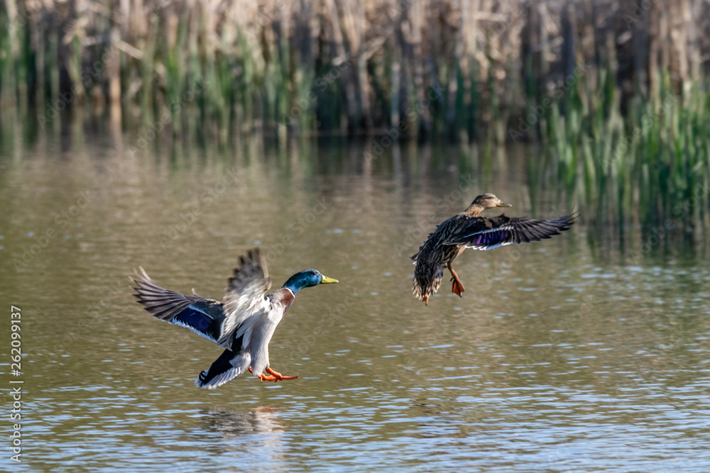 Male and female mallard duck coming into land on lake water Male and female mallard duck coming into land on lake water