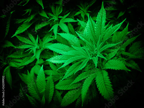 Controlled Cannabis Farming