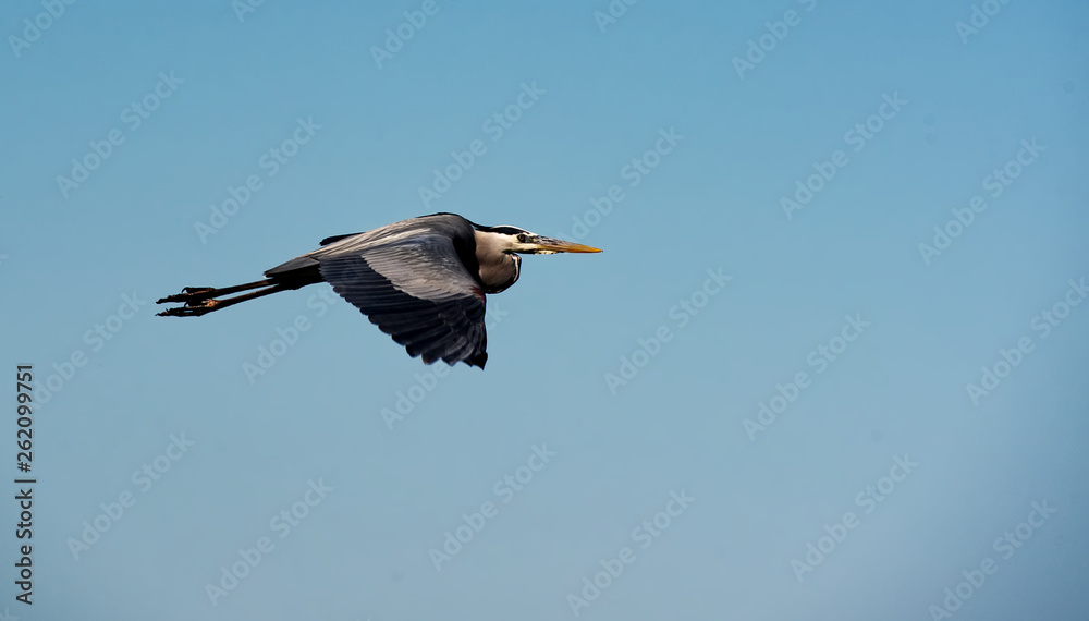Fototapeta premium A great blue heron in flight against a clear blue sky.