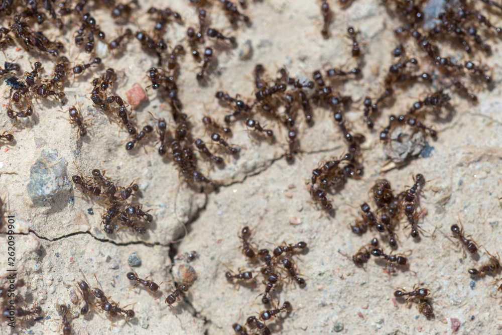 ants run to the anthill ants run to the anthill