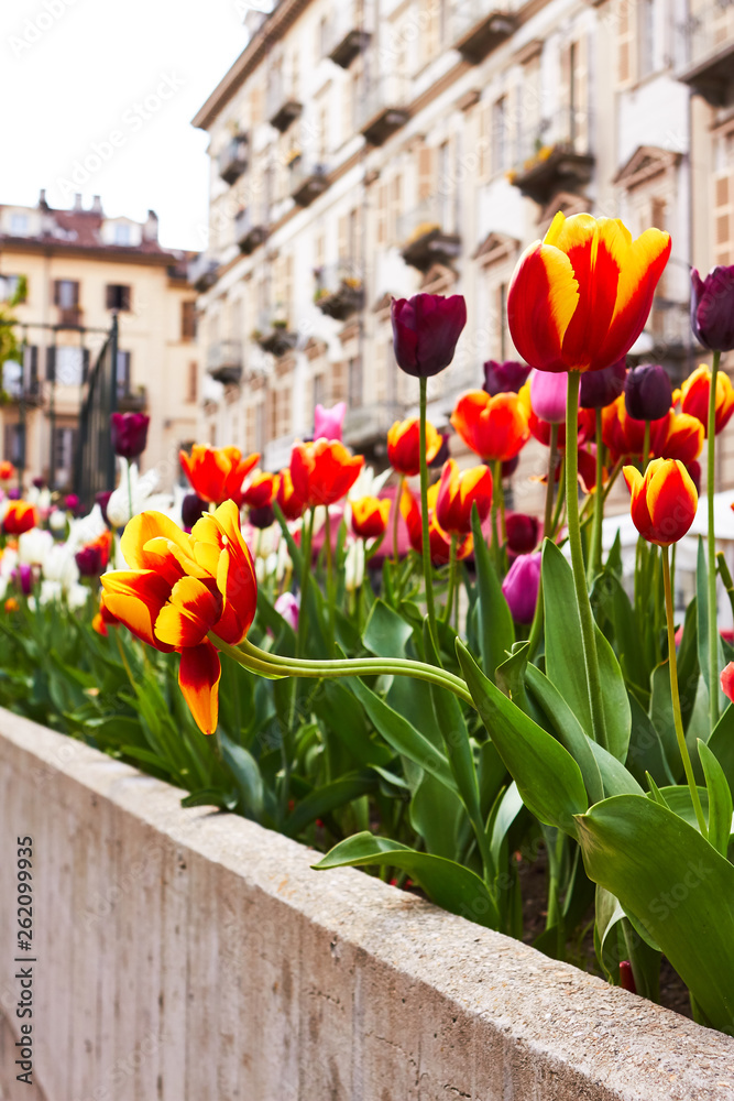 Obraz premium multicolored tulips, in the background an ancient building in Europe
