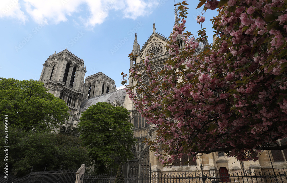 Obraz premium Beautiful cherry blossom trees near Notre-Dame cathedral in Paris.