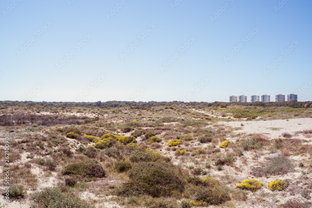 Bushes and desert vegetation, arid scenery. Mediterranean dry landscape and buildings 