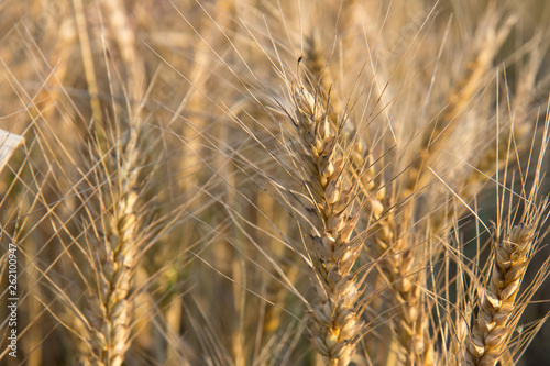 Wheat field in autumn. natural plant background