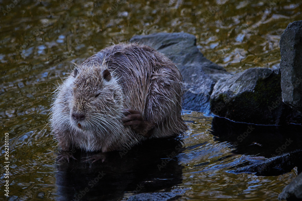 Nutria am Wasser