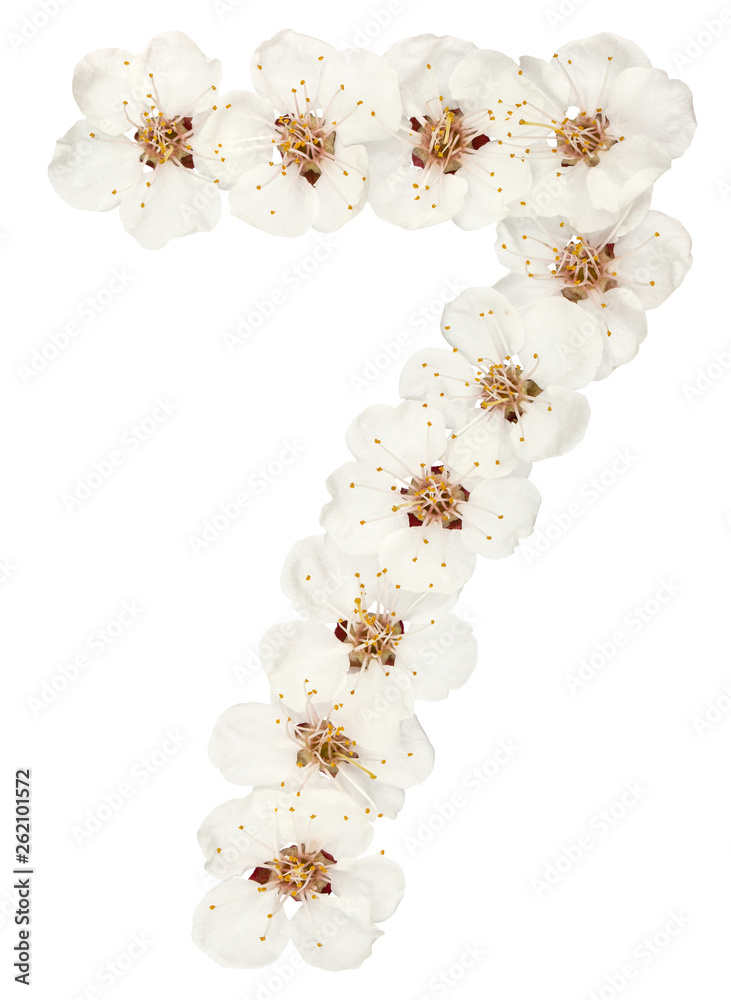 Numeral 7, seven, from natural white flowers of apricot tree, isolated on white background Numeral 7, seven, from natural white flowers of apricot tree, isolated on white background
