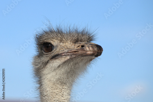 ostrich head against a blue sky